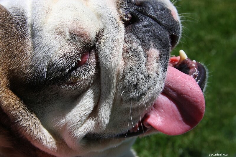 Common Eye Disorders in Dogs: Symptoms, Causes, and Early Detection