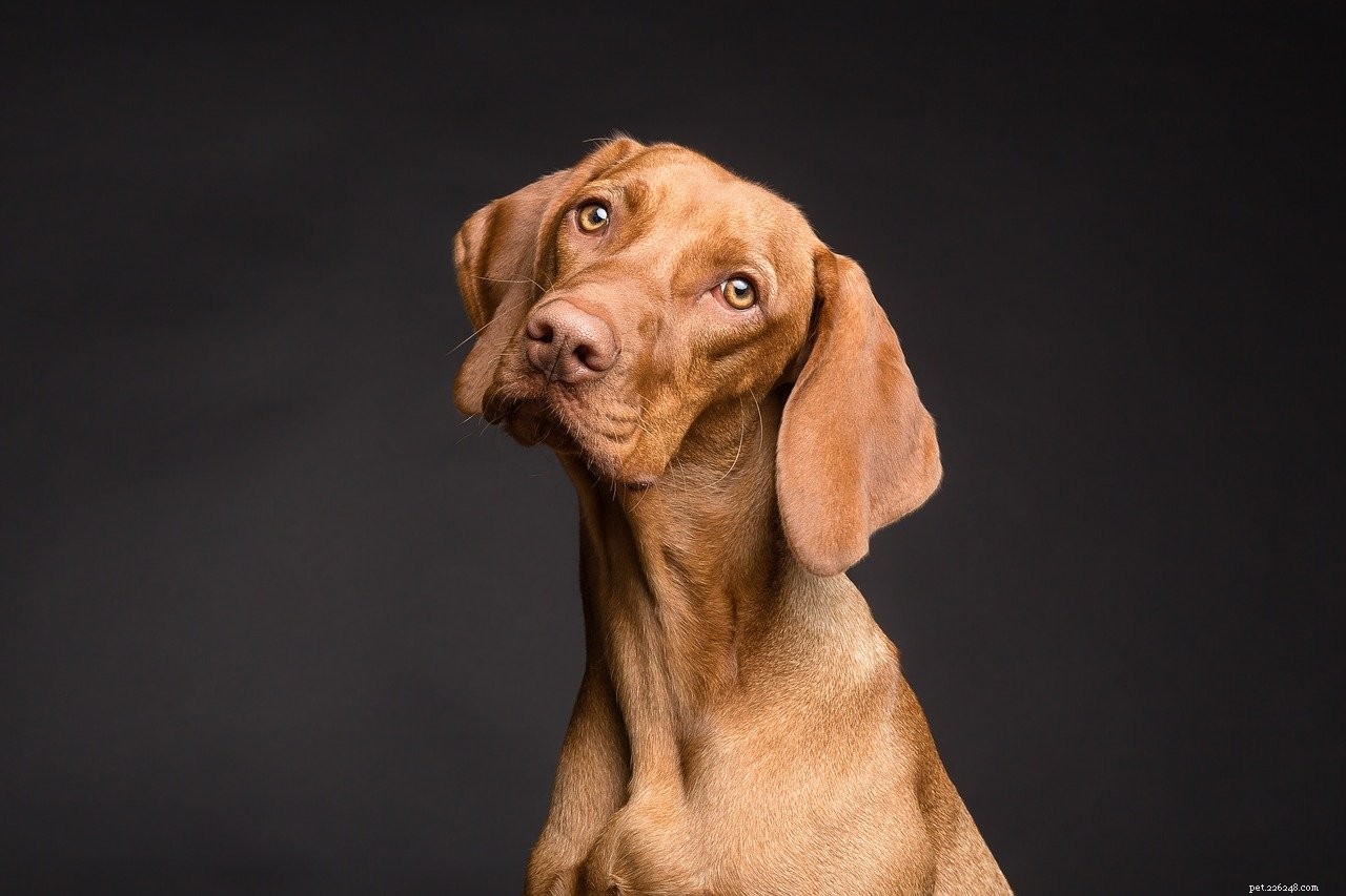 Common Eye Disorders in Dogs: Symptoms, Causes, and Early Detection