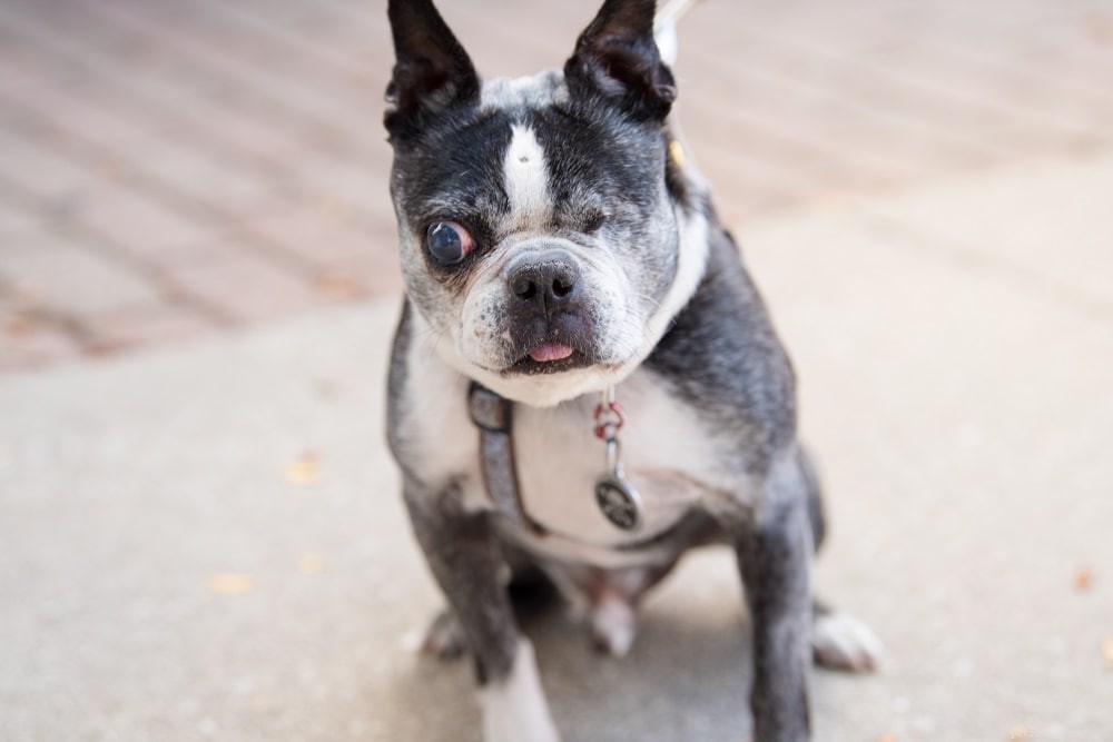 Common Eye Disorders in Dogs: Symptoms, Causes, and Early Detection