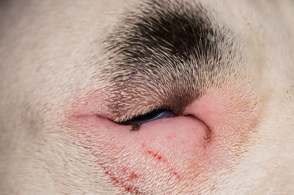 Common Eye Disorders in Dogs: Symptoms, Causes, and Early Detection