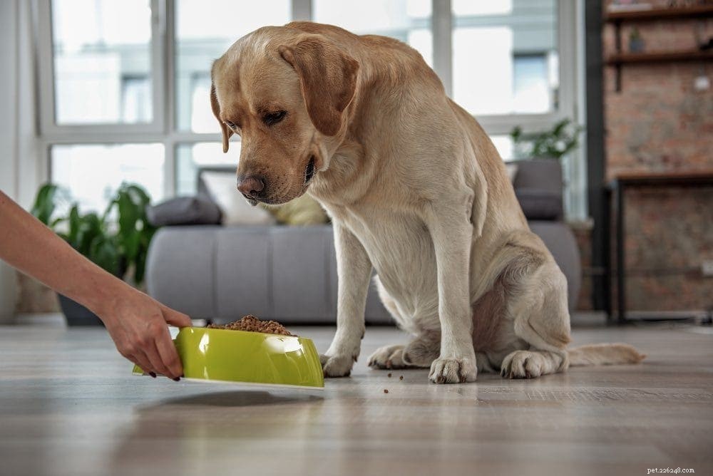 Understanding Dog Food Allergies: Signs, Causes, and Effective Treatments