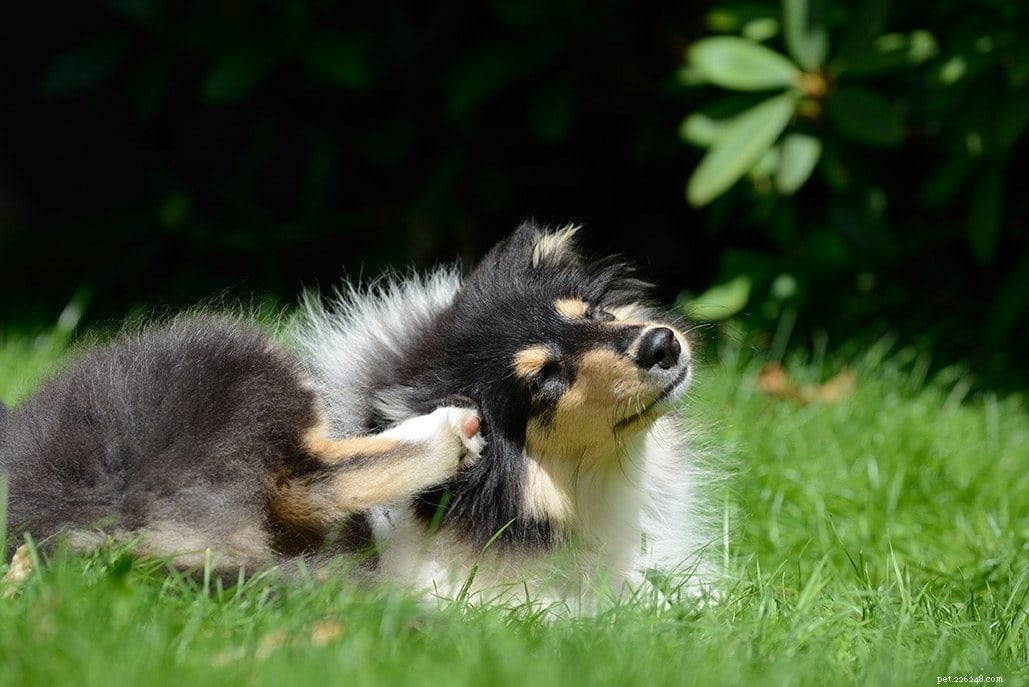 Understanding Dog Food Allergies: Signs, Causes, and Effective Treatments