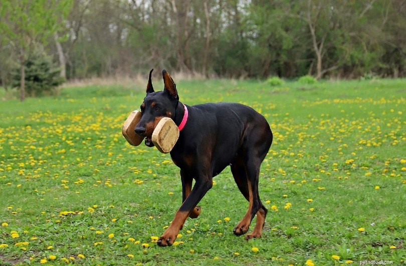 19 Proven Dog Health Care Routines & Daily Care Guide