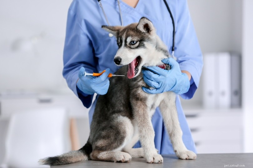 19 Proven Dog Health Care Routines & Daily Care Guide