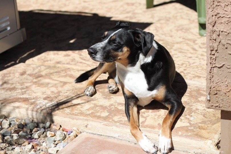 12 Summer Health Risks for Dogs: How to Keep Your Pet Safe