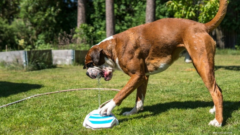 12 Summer Health Risks for Dogs: How to Keep Your Pet Safe