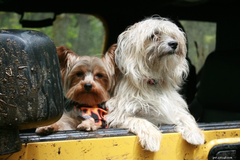 12 Summer Health Risks for Dogs: How to Keep Your Pet Safe