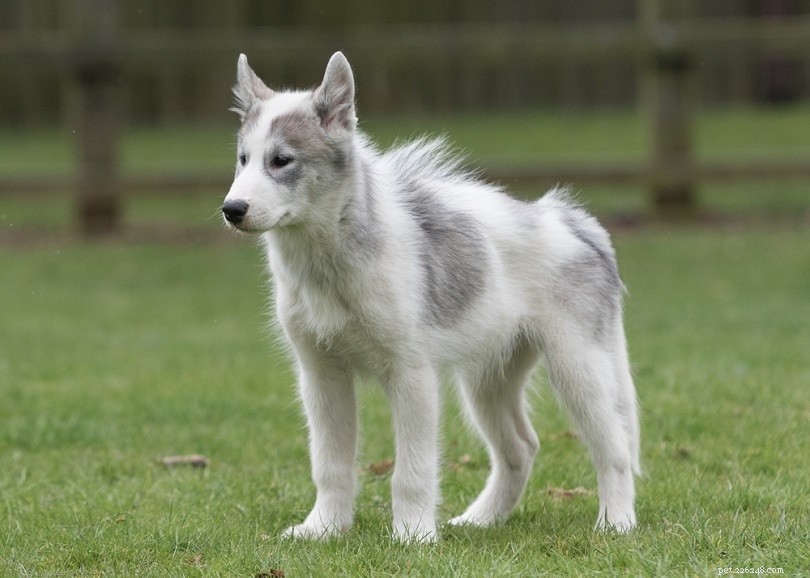 12 Summer Health Risks for Dogs: How to Keep Your Pet Safe