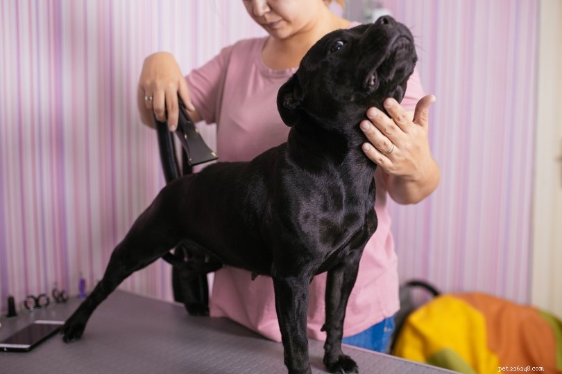 Common Health Issues in Dogs: What Owners Need to Know