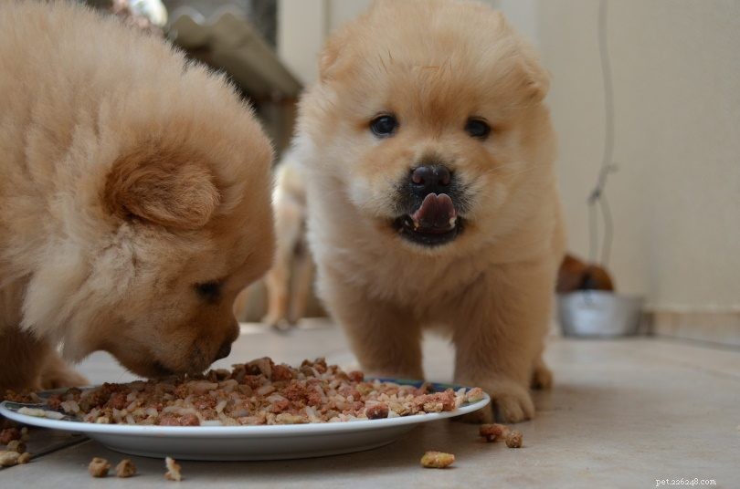 Optimal Dog Nutrition: Key Nutrients for Health and Vitality