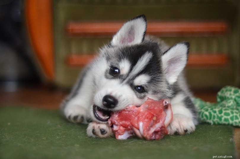 Optimal Dog Nutrition: Key Nutrients for Health and Vitality