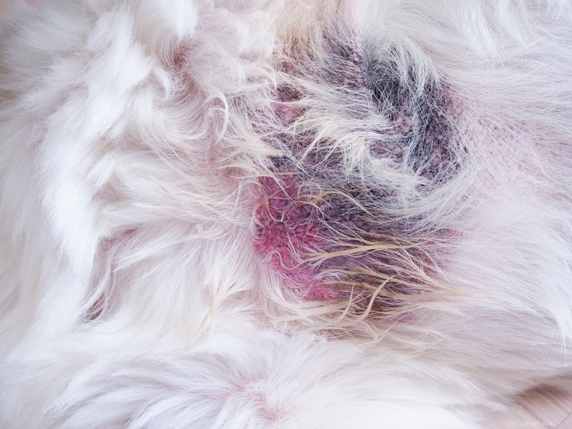 Ringworm in Dogs: Recognizing Symptoms, Effective Treatments, and Prevention Strategies