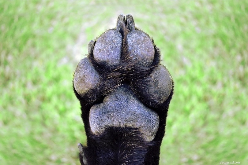 8 Simple Ways to Keep Your Dog’s Paw Pads Healthy and Pain-Free