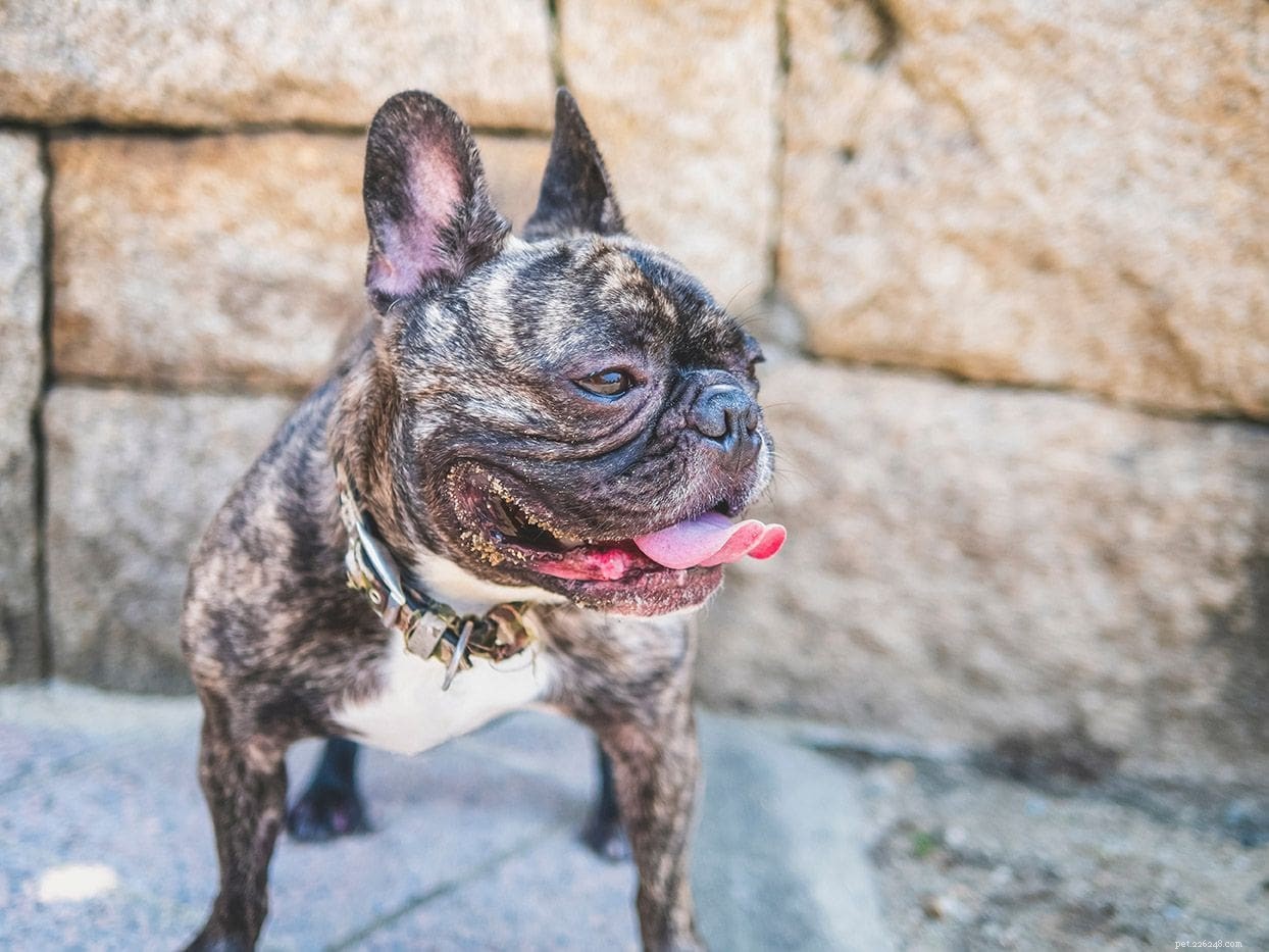Preventing Heatstroke in Dogs: Essential Tips to Safeguard Your Pet