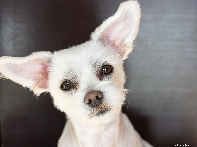 Professional Guide: Safely Clean Your Dog’s Ears with Simple, Proven Tips