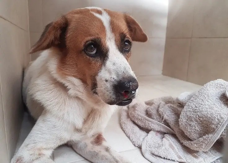 Von Willebrand Disease in Dogs: Causes, Symptoms, and Care