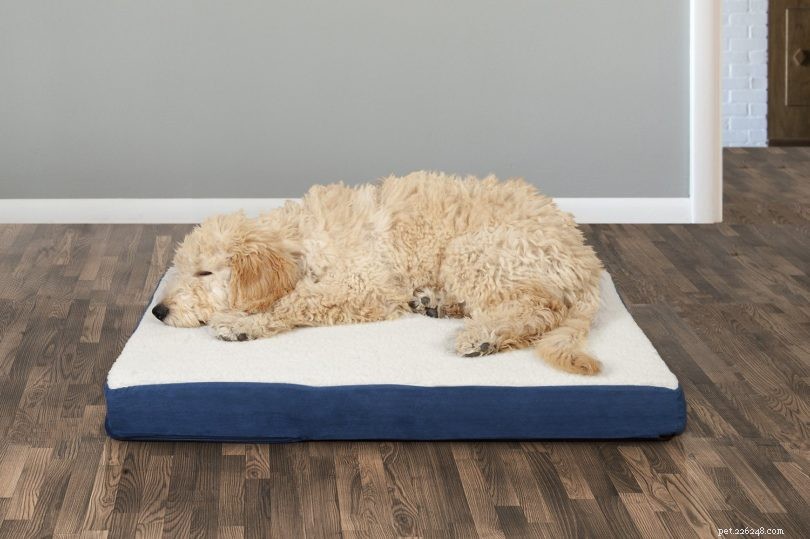Essential Winter Care Guide for Your Dog: Keep Your Pet Safe, Warm, and Healthy