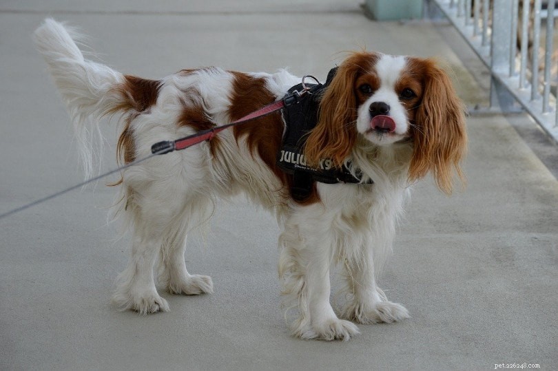 Essential Winter Care Guide for Your Dog: Keep Your Pet Safe, Warm, and Healthy