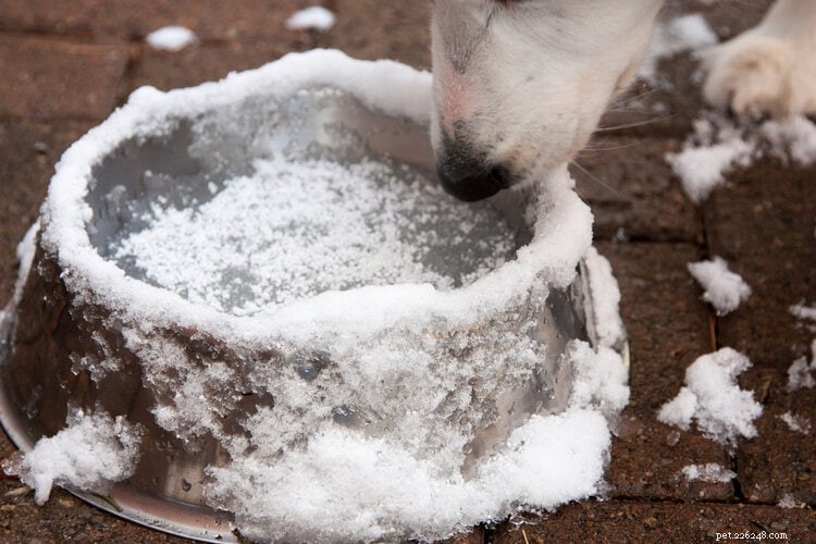 Essential Winter Care Guide for Your Dog: Keep Your Pet Safe, Warm, and Healthy
