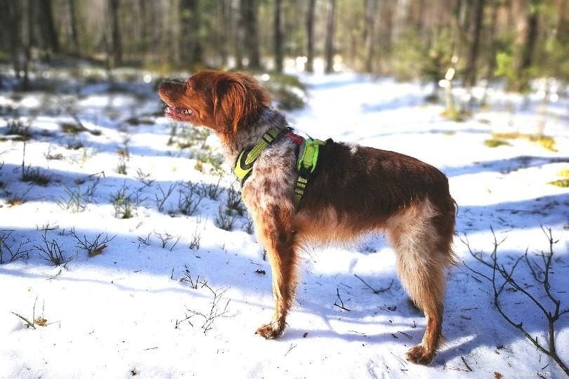 Essential Winter Care Guide for Your Dog: Keep Your Pet Safe, Warm, and Healthy