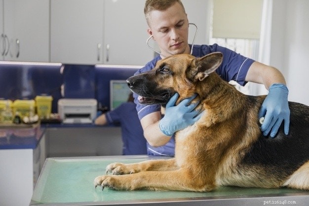 The Ultimate Guide to Caring for Your Dog: 22 Essential Tips