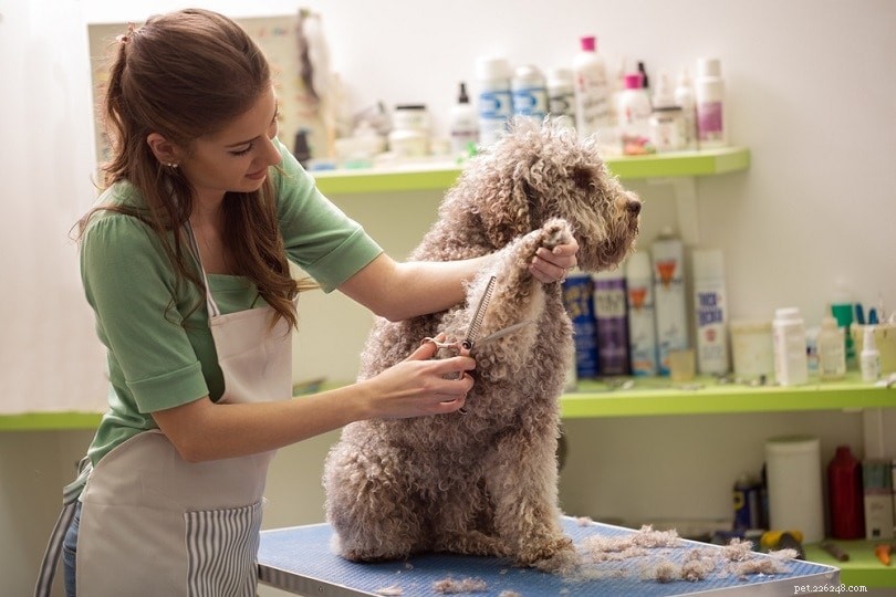 The Ultimate Guide to Caring for Your Dog: 22 Essential Tips