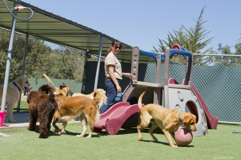 Understanding Canine Hyperactivity: Symptoms, Causes, and Solutions