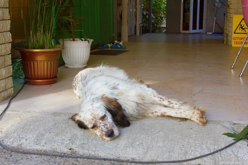 Dog Tetanus: Early Signs, Rapid Response & Effective Care