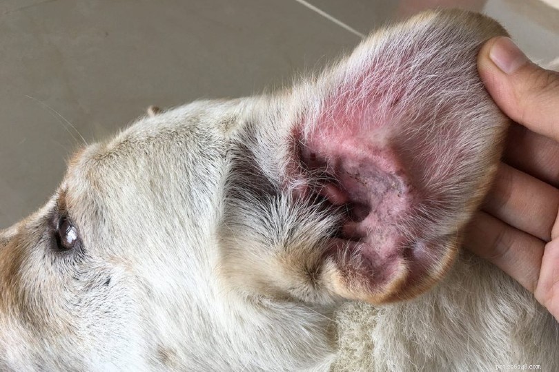 Dog Hypothyroidism: Signs, Causes & Effective Treatment