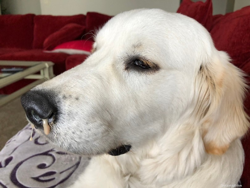Top 10 Infectious Diseases Dogs Face – What Owners Need to Know