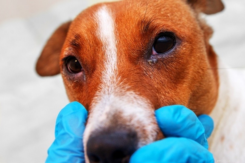 Top 10 Infectious Diseases Dogs Face – What Owners Need to Know