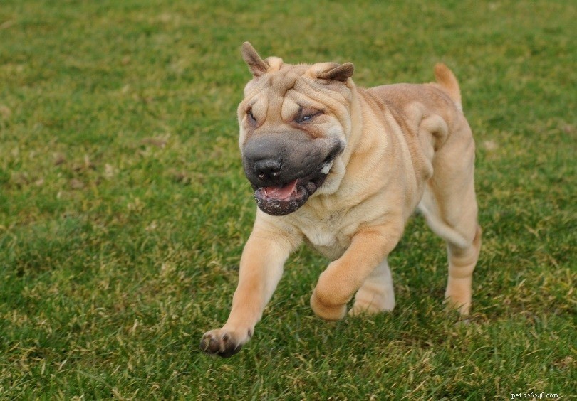 8 Classic Chinese Dog Breeds – A Visual Guide