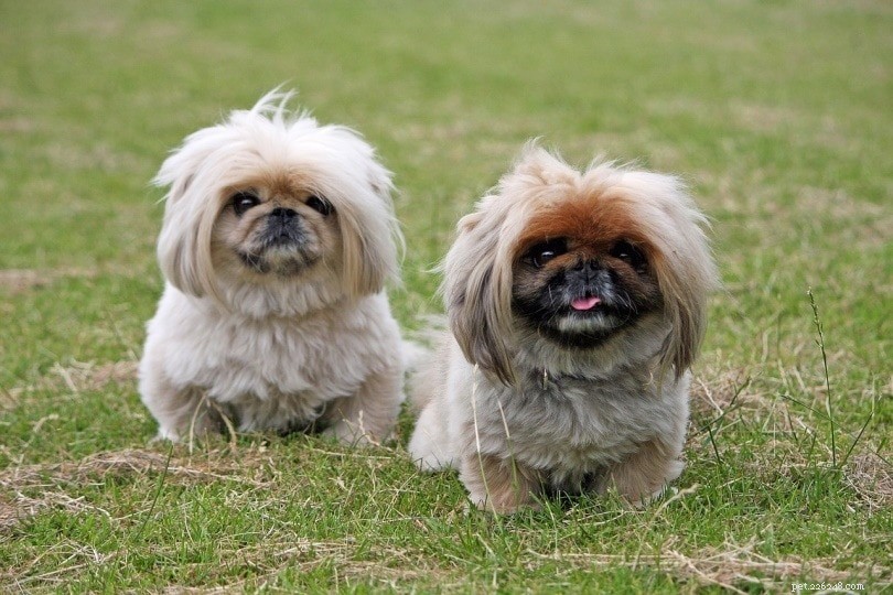 8 Classic Chinese Dog Breeds – A Visual Guide