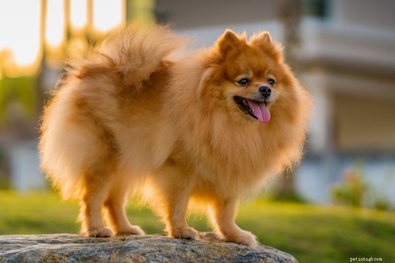 Top 20 Companion Dog Breeds for Every Home