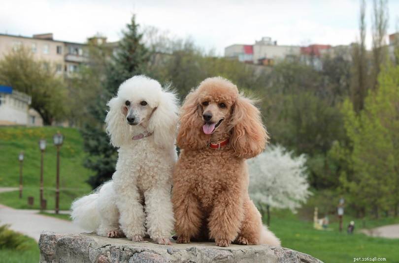 Top 20 Companion Dog Breeds for Every Home
