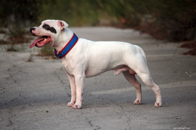Top 20 Companion Dog Breeds for Every Home