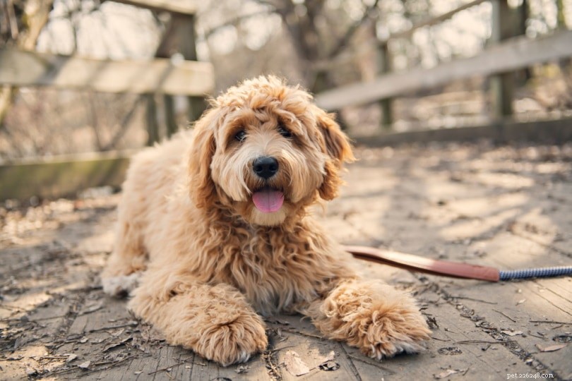 Top 20 Companion Dog Breeds for Every Home
