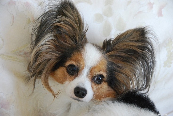 Top 20 Companion Dog Breeds for Every Home
