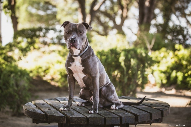 The 20 Most Aggressive Dog Breeds – What You Need to Know