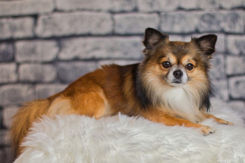 The 20 Most Aggressive Dog Breeds – What You Need to Know