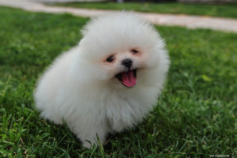 The 20 Most Aggressive Dog Breeds – What You Need to Know