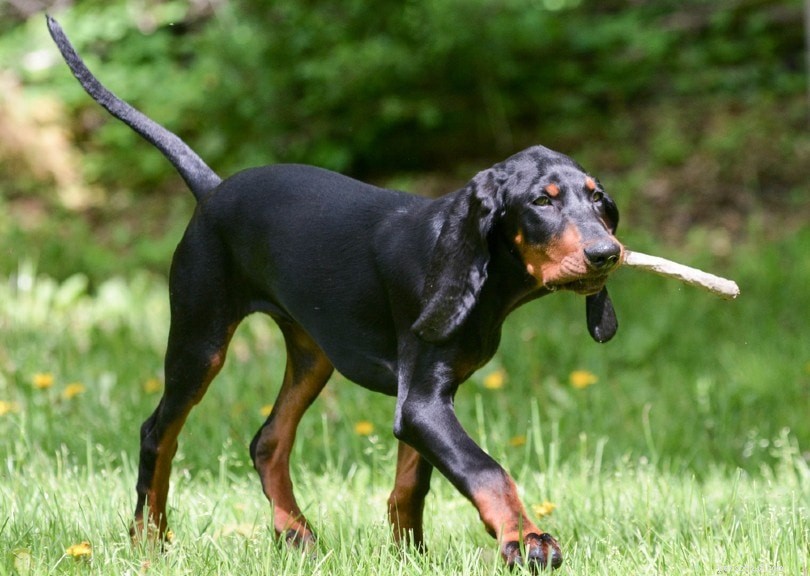 12 Classic All‑American Dog Breeds That Have Shaped U.S. History