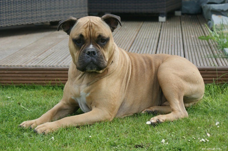 The 20 Most Aggressive Dog Breeds – What You Need to Know