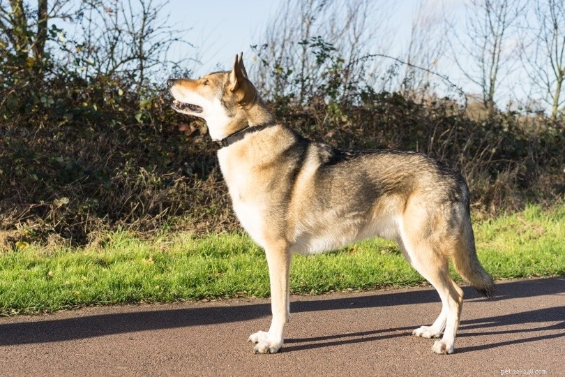 The 20 Most Aggressive Dog Breeds – What You Need to Know