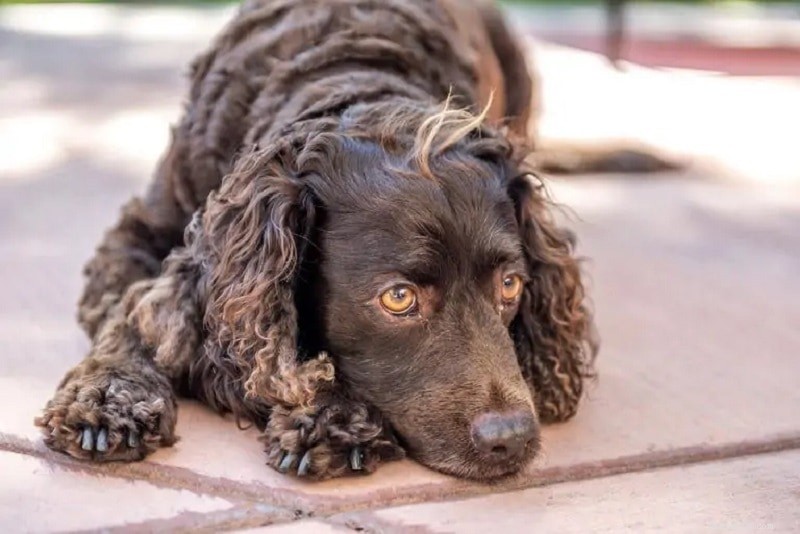 12 Classic All‑American Dog Breeds That Have Shaped U.S. History