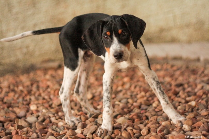12 Classic All‑American Dog Breeds That Have Shaped U.S. History