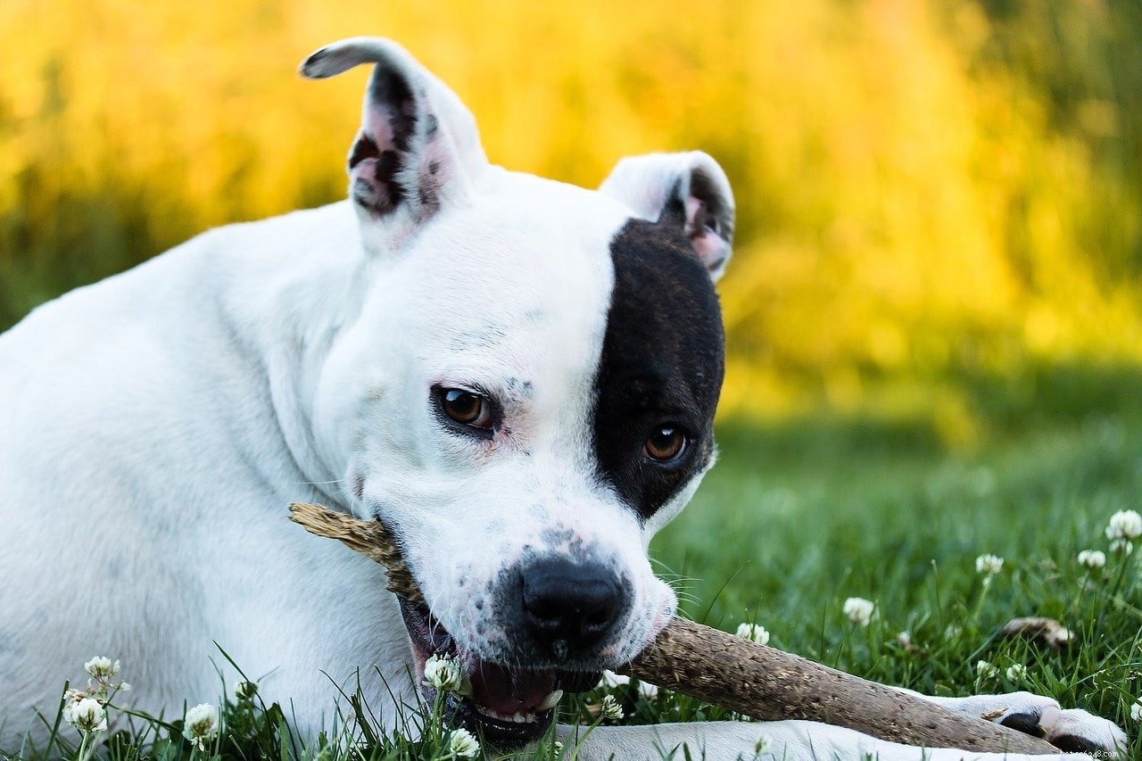 12 Classic All‑American Dog Breeds That Have Shaped U.S. History