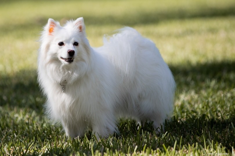 American Eskimo Dog Mixes: Traits, Size, and Care Guide