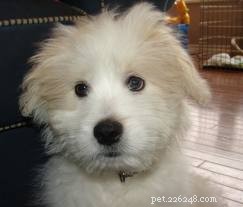 American Eskimo Dog Mixes: Traits, Size, and Care Guide