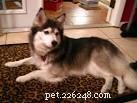 American Eskimo Dog Mixes: Traits, Size, and Care Guide